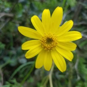 Meet your Posher, Dennis